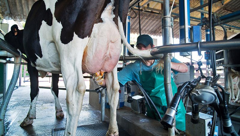 Advierten que el ritmo de la producción de leche es el más bajo en 10 años pese a la mayor demanda