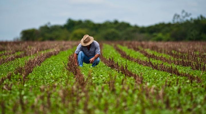 Agro: Santa Fe se posicionó como una de las provincias con menos impuestos a la producción del país